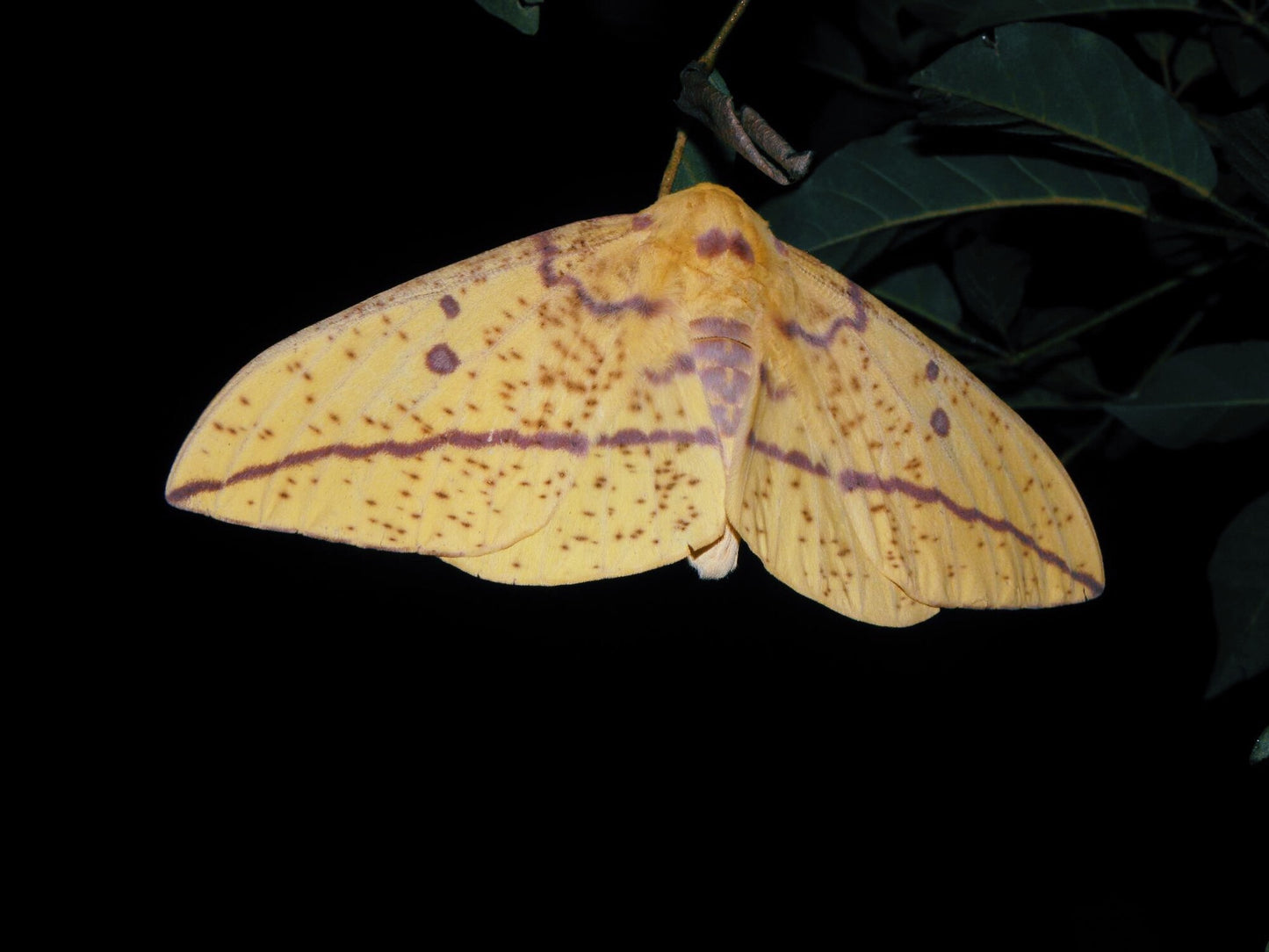 Imperial Moth PUPAE (Eacles imperialis)