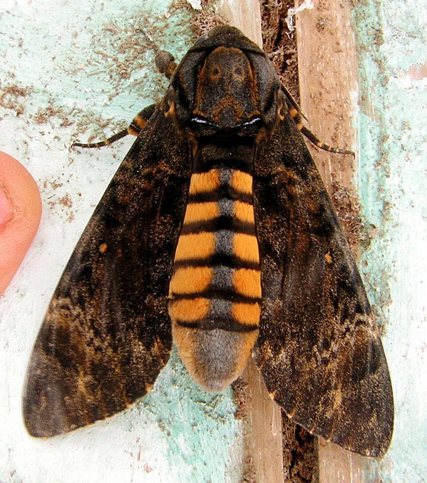 Eastern Death's Head Hawk-Moth EGGS (Acherontia styx)