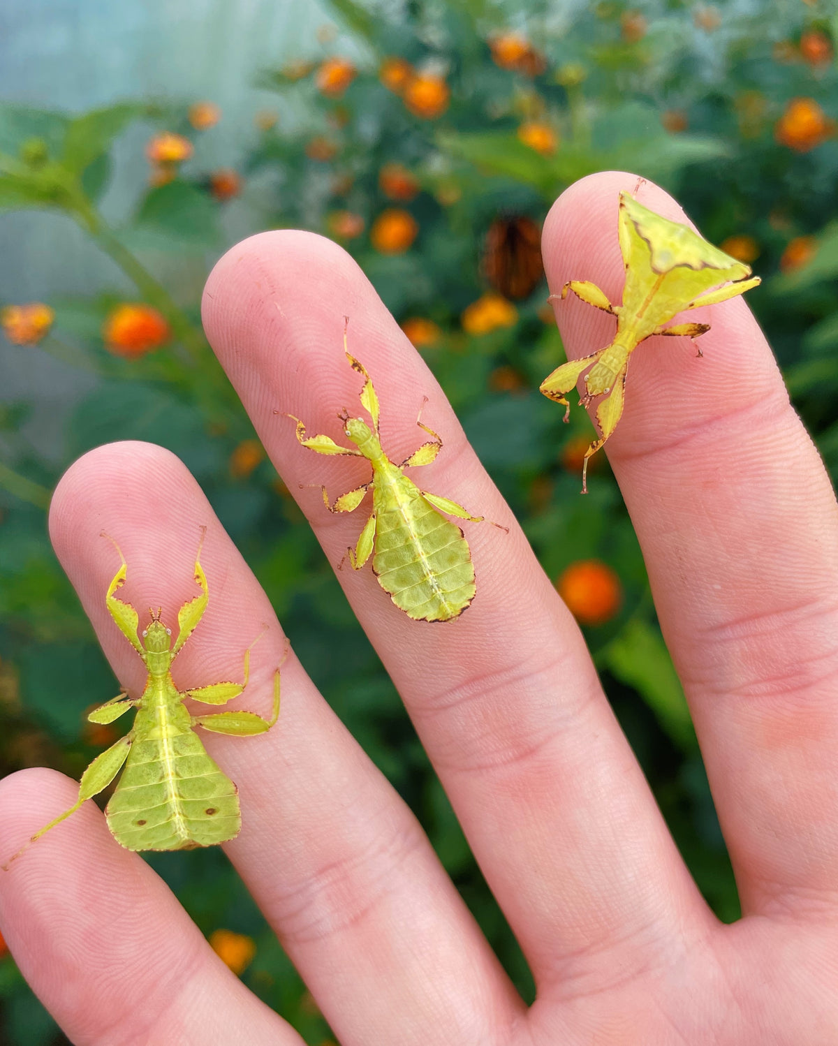 Autumn Leaf Insect NYMPHS (Phyllium tobeloense)