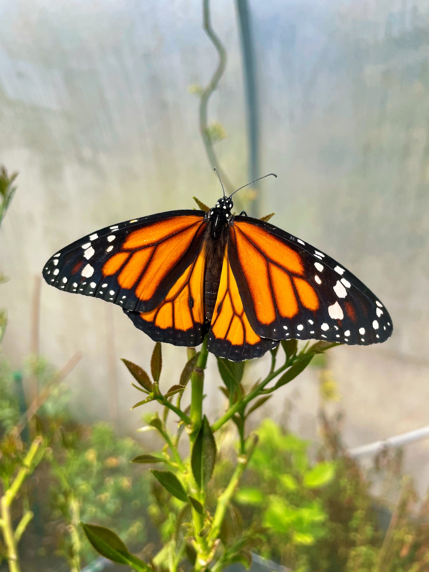Monarch Butterfly EGGS (Danaus plexippus)