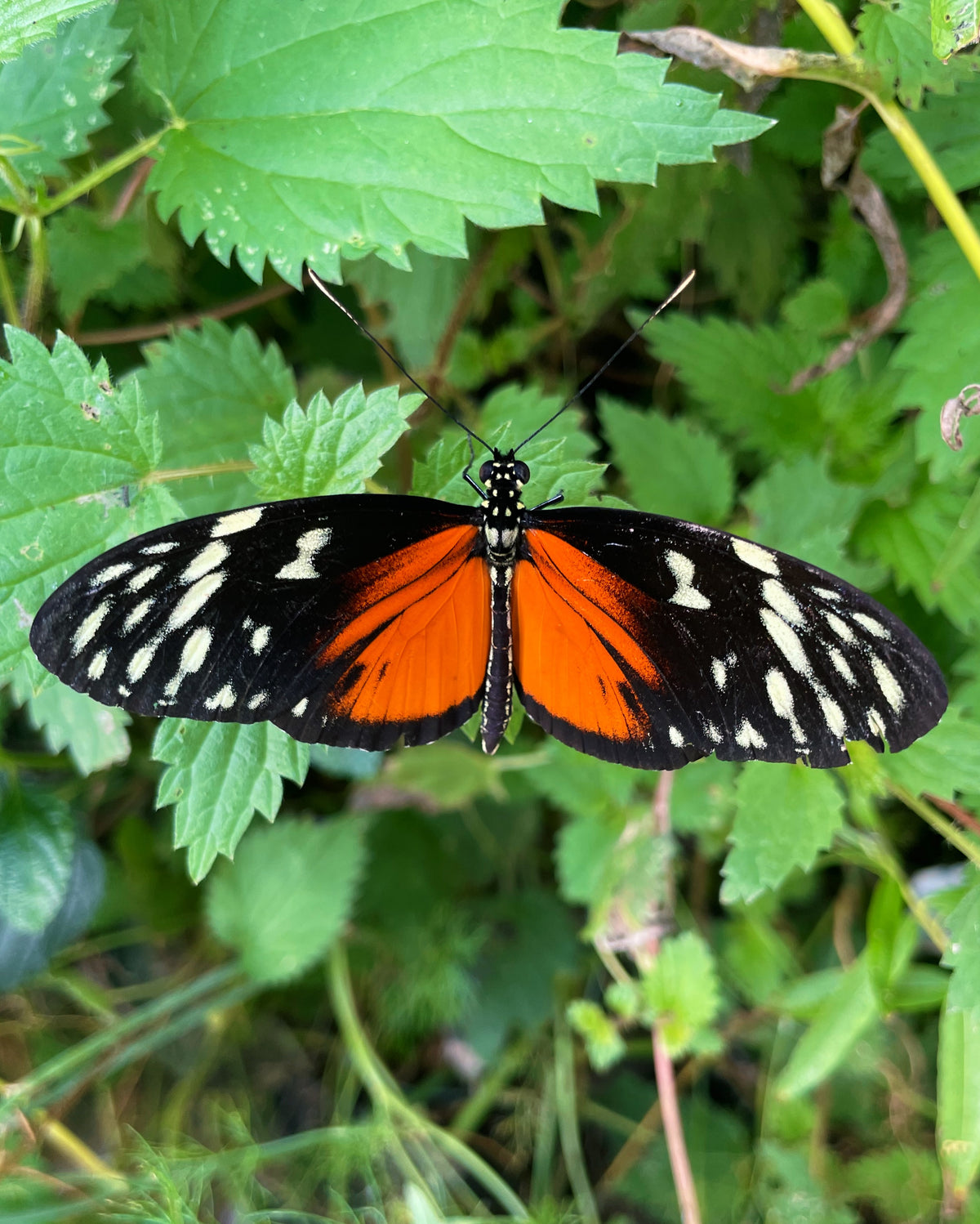 Tiger Longwing PUPAE (Heliconius hecale)