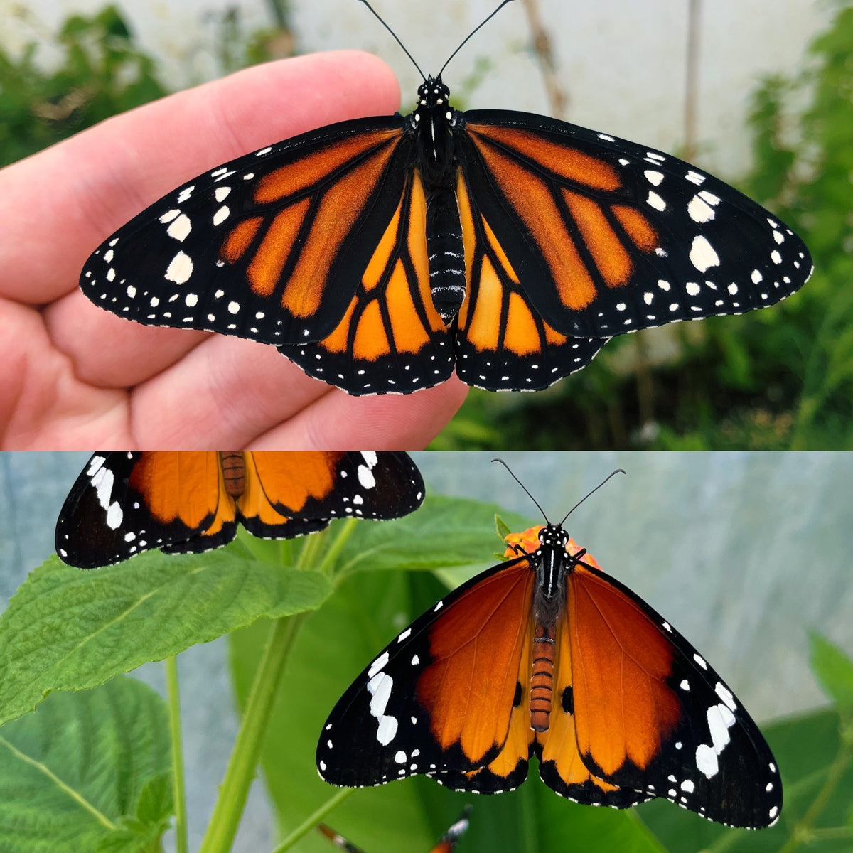 Assorted Monarch Butterfly CATERPILLARS (Danaus species)