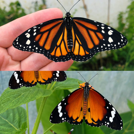 Assorted Monarch Butterfly CATERPILLARS (Danaus species)