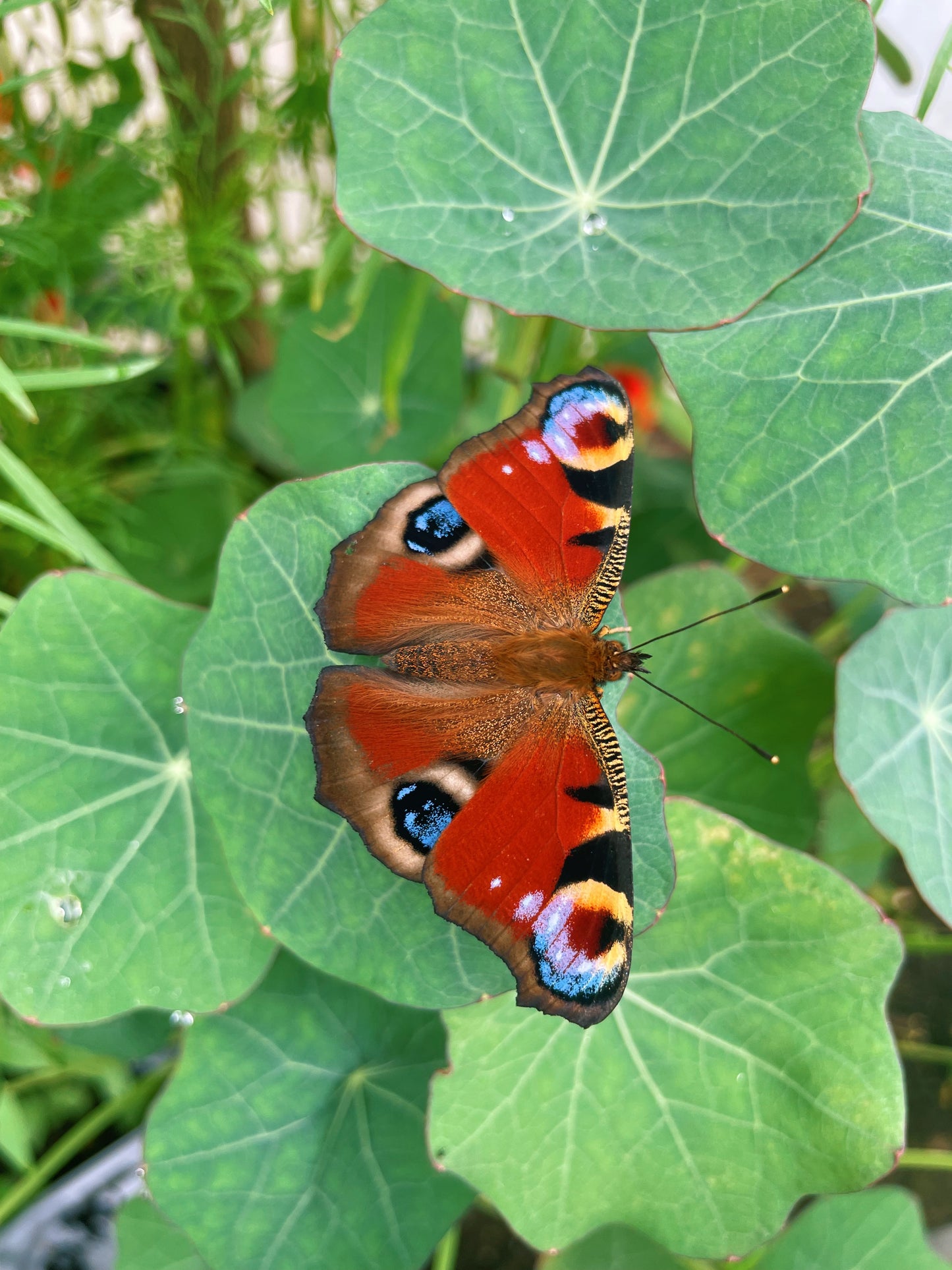 Peacock Butterfly PUPAE (Aglais io)