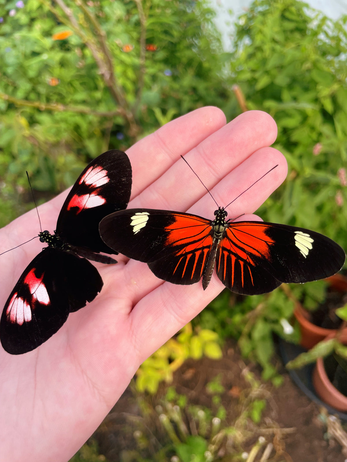 Postman Butterfly PUPAE (Heliconius melpomene)