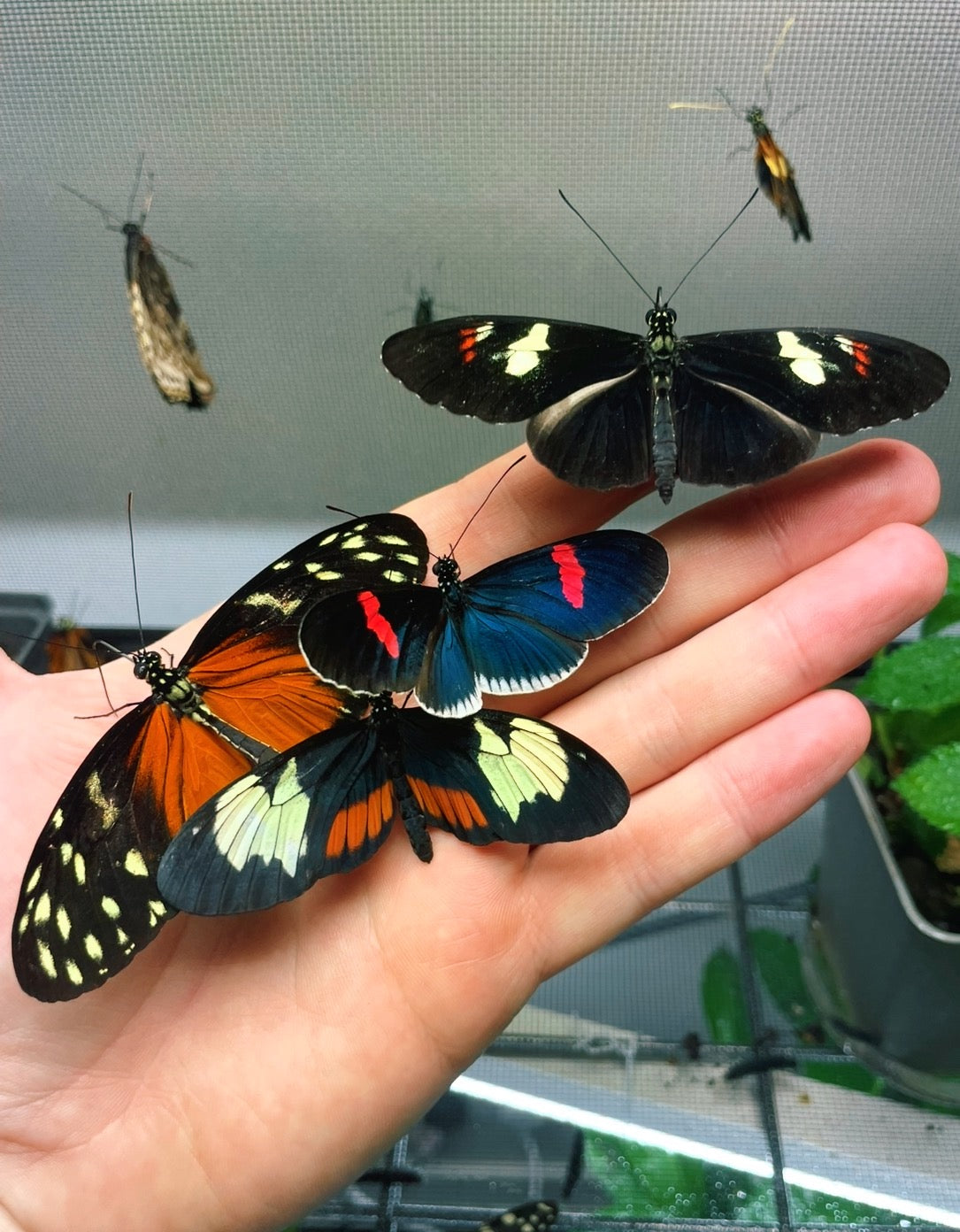 Assorted Longwing PUPAE (Heliconiidae)