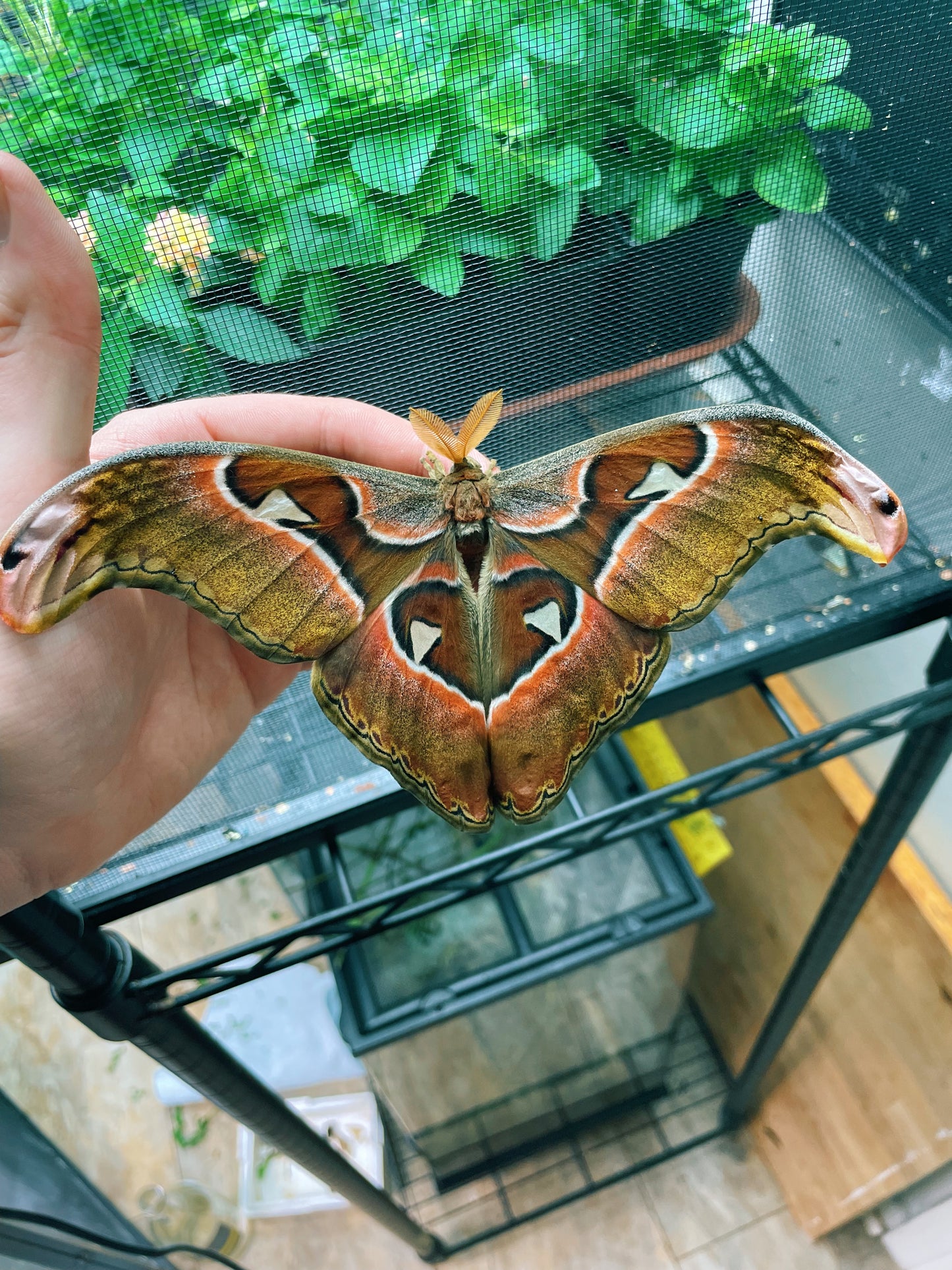 Philippine Atlas Moth COCOONS (Attacus lorquinii)