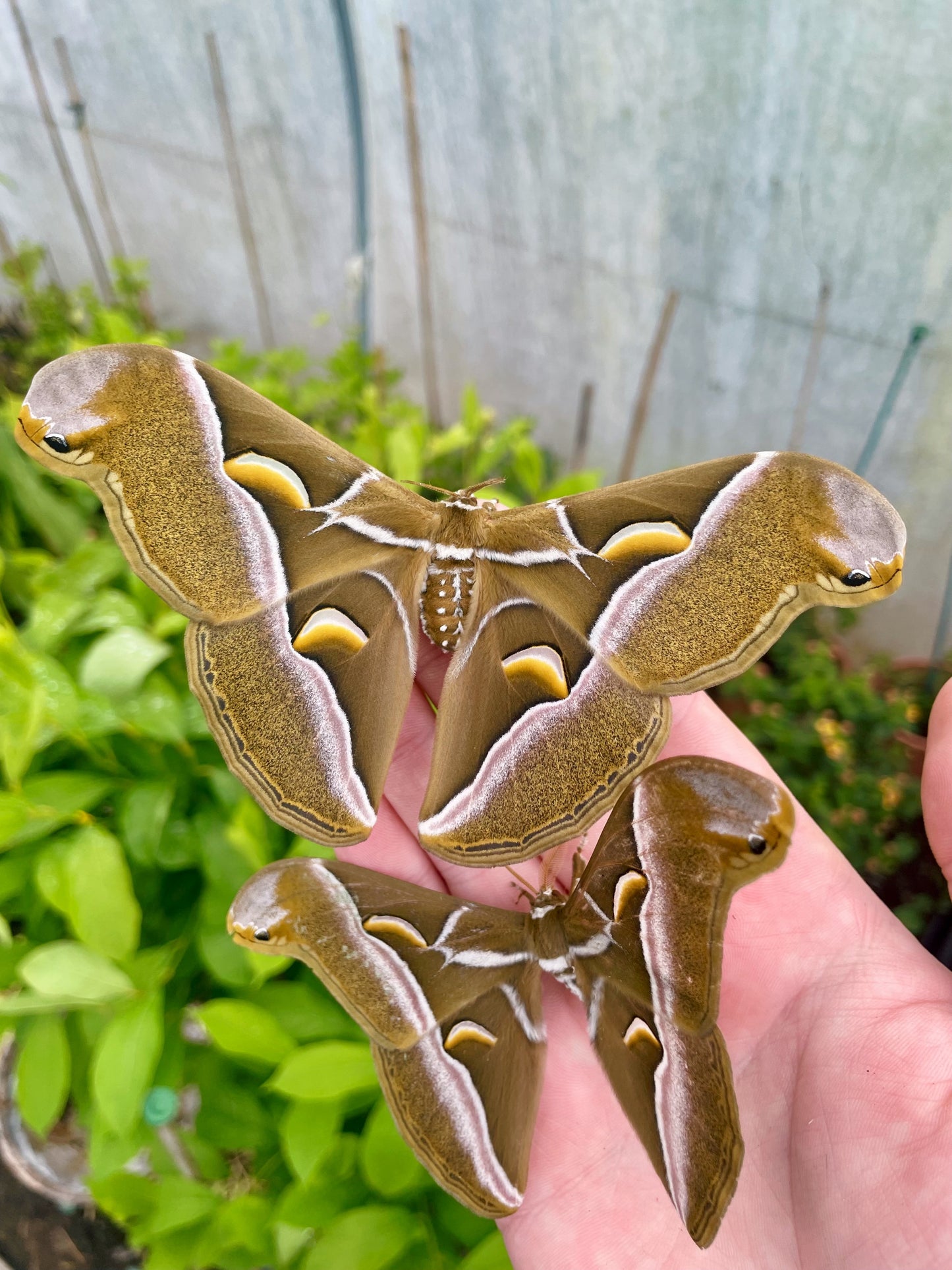 Ailanthus Silk-Moth EGGS (Samia cynthia)