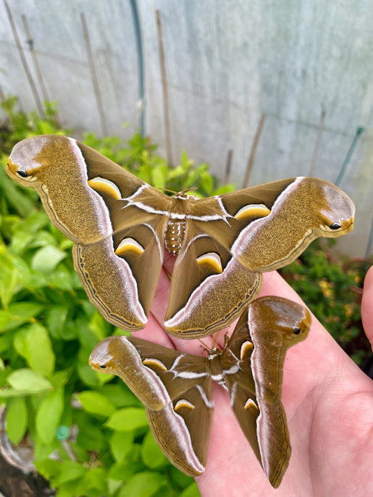 Ailanthus Silk-Moth EGGS (Samia cynthia)