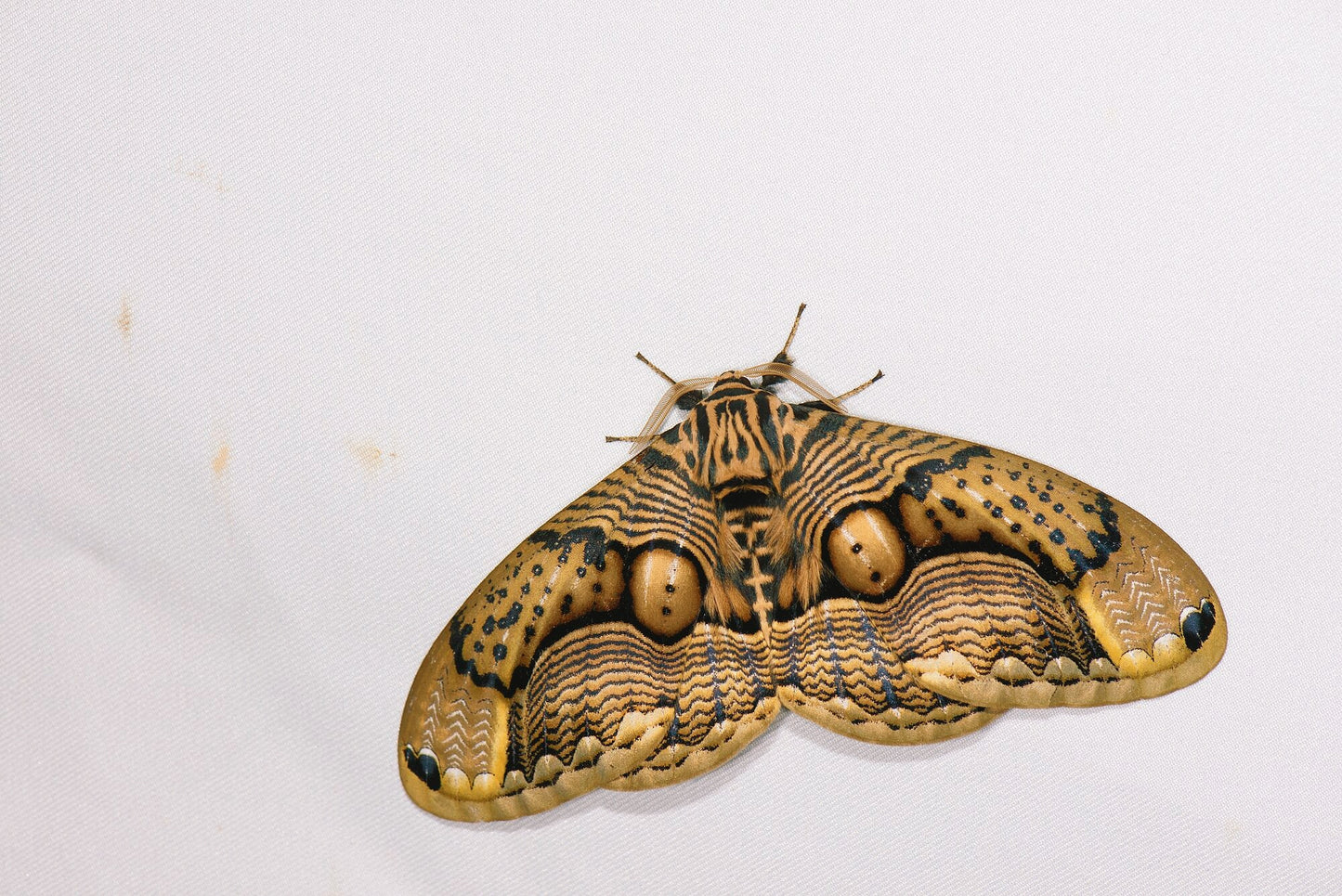 Owl Moth EGGS (Brahmaea wallichii)