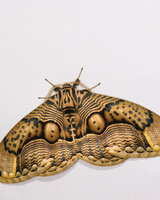 Owl Moth EGGS (Brahmaea wallichii)