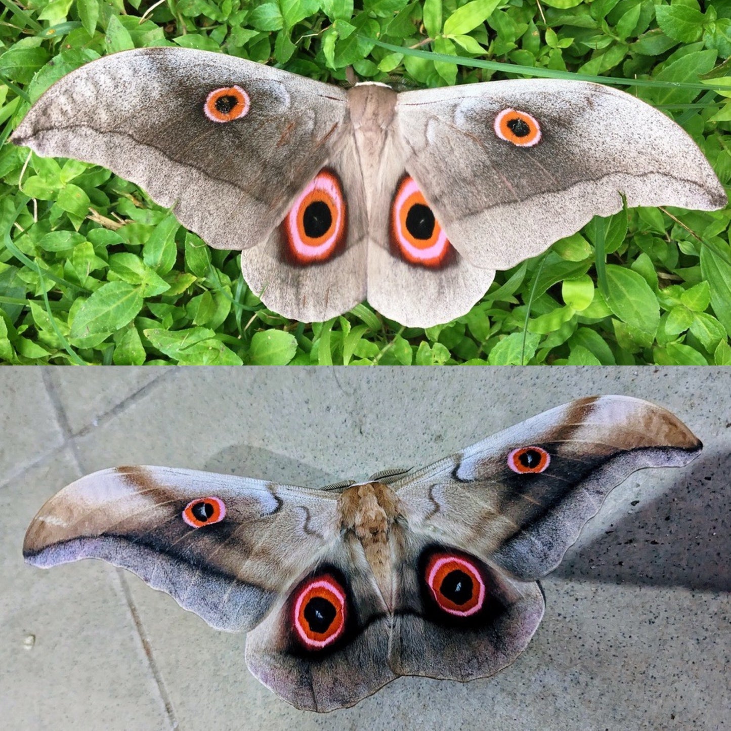 Chrysty's Emperor EGGS (Lobobunaea christyi)