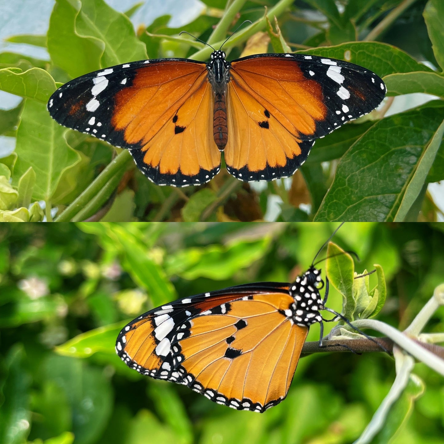 Plain Tiger Butterfly PUPAE (Danaus chrysippus)