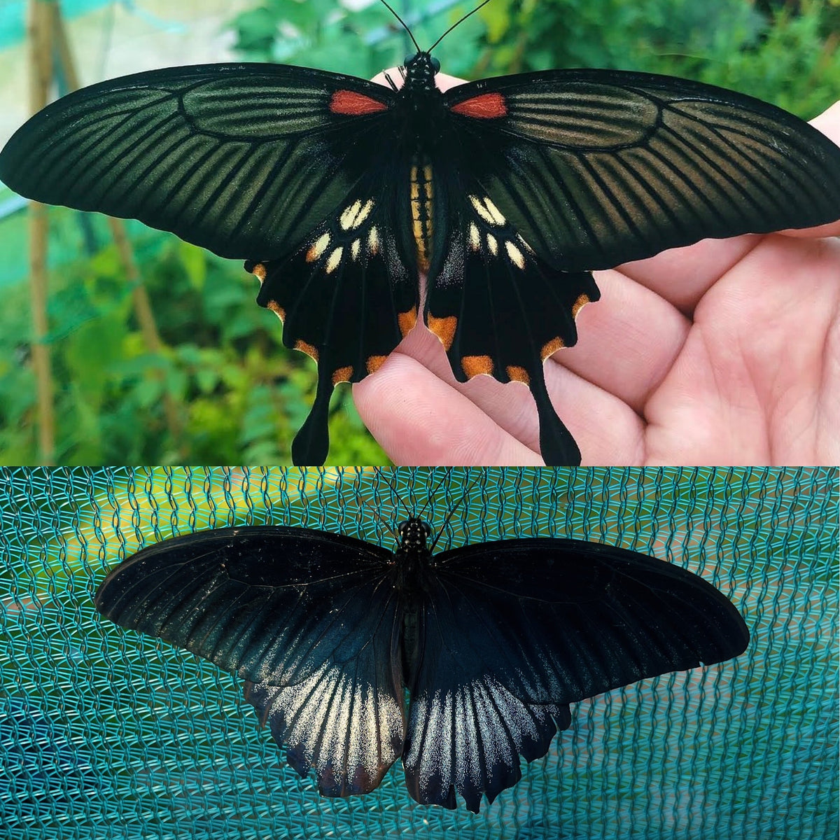 Yellow Mormon Swallowtail PUPAE (Papilio lowi)