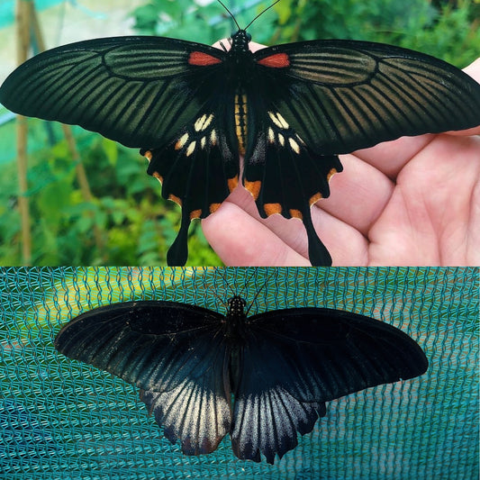 Yellow Mormon Swallowtail PUPAE (Papilio lowi)