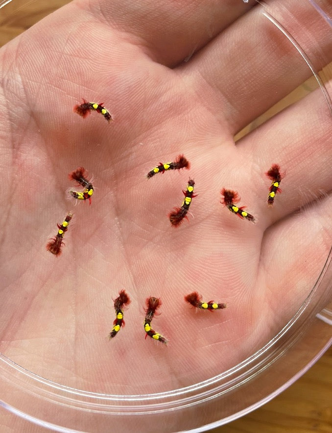 Blue Morpho Butterfly EGGS (Morpho helenor)
