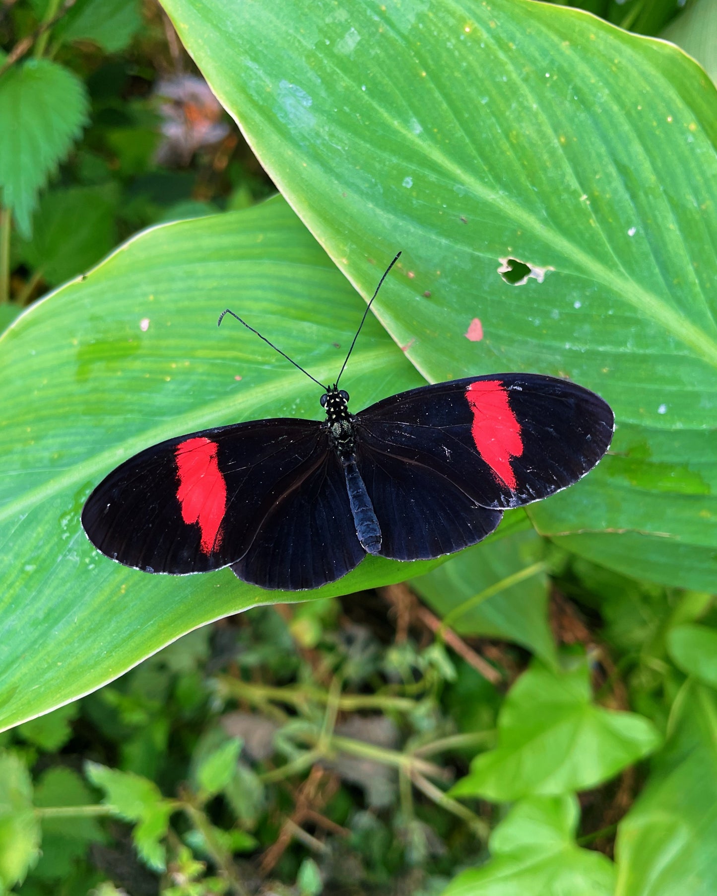 Postman Butterfly EGGS (Heliconius melpomene)