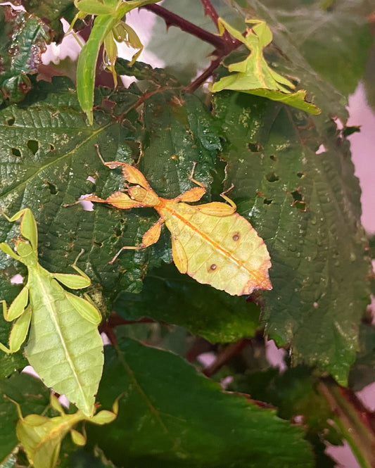 Autumn Leaf Insect NYMPHS (Phyllium tobeloense)
