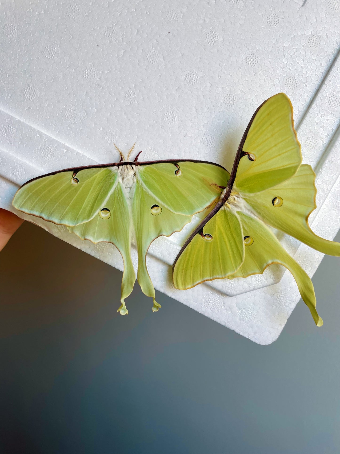 American Moon Moth COCOONS (Actias luna)