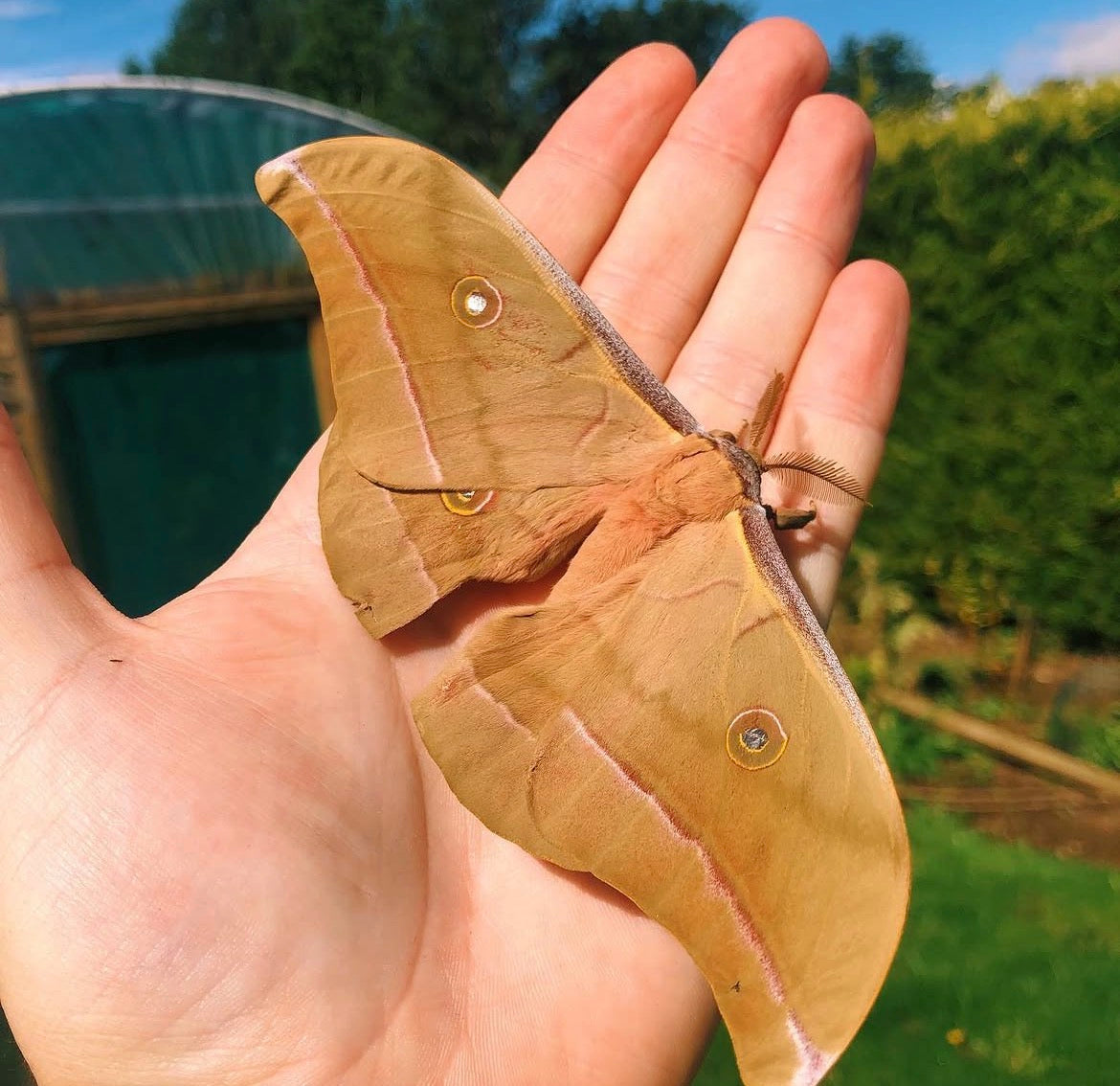 Chinese Oak Silk-Moth EGGS (Antheraea pernyi)