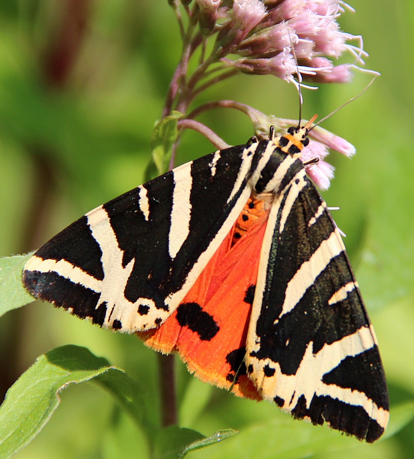 Jersey Tiger Moth CATERPILLARS (Euplagia quadripunctaria)