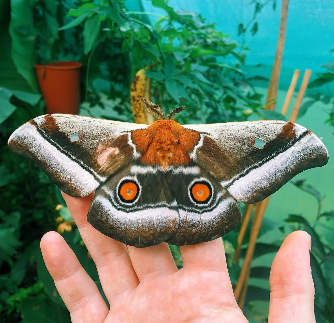 Madagascan Emperor Moth PUPAE (Bunaea aslauga)