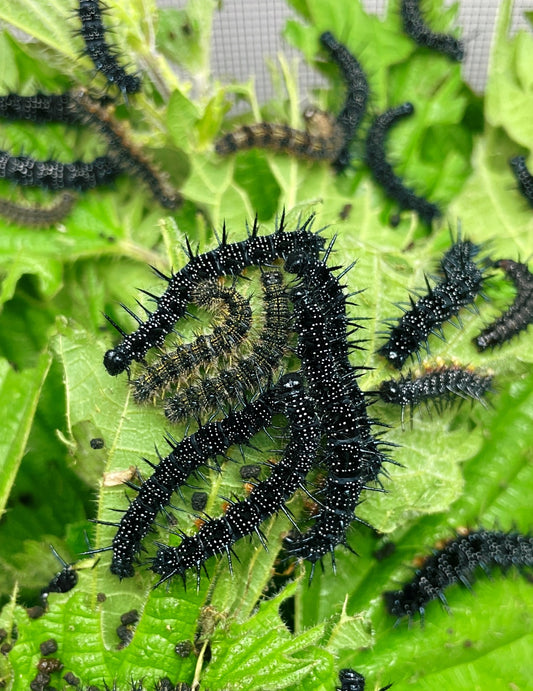 Assorted Native Butterfly EGGS