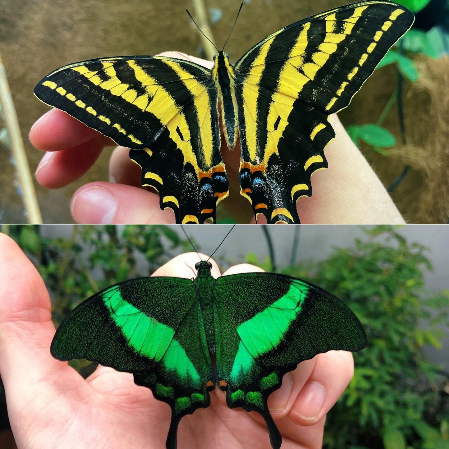 Assorted Swallowtail PUPAE (Papilioniidae)