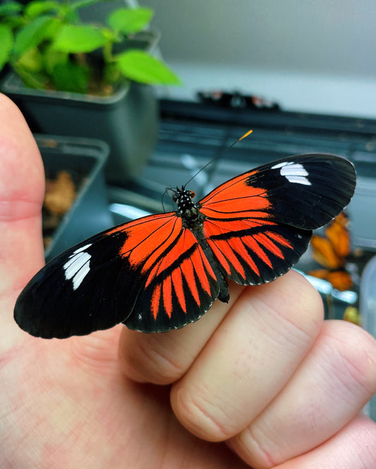 Erato Longwing Butterfly (Heliconius erato) | PUPAE