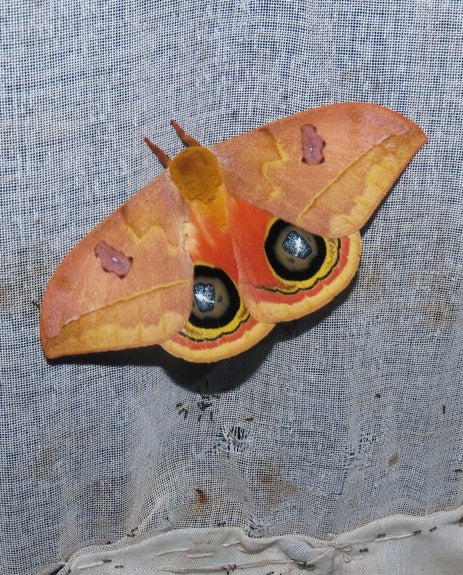 Bullseye Silk-Moth EGGS (Automeris excreta)