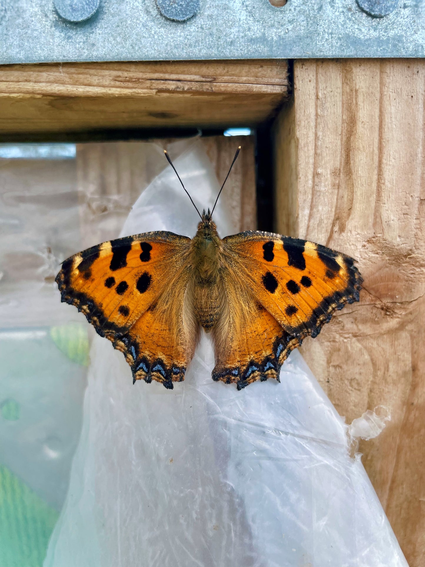 Large Tortoiseshell PUPAE (Nymphalis polychloros)