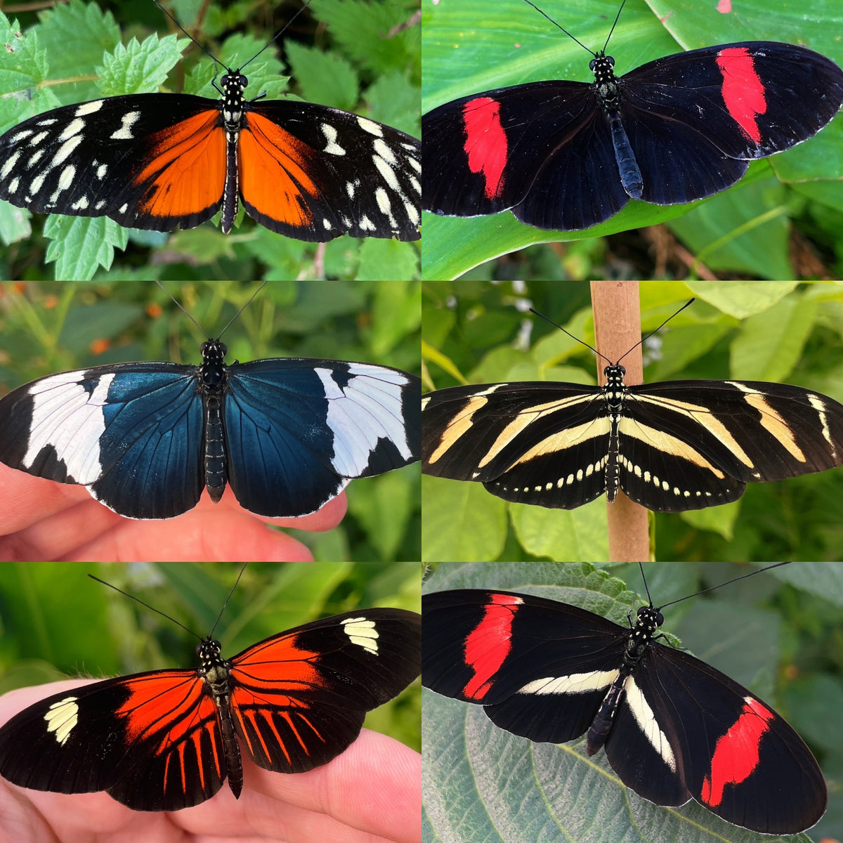 Assorted Longwing CATERPILLARS (Heliconiidae)
