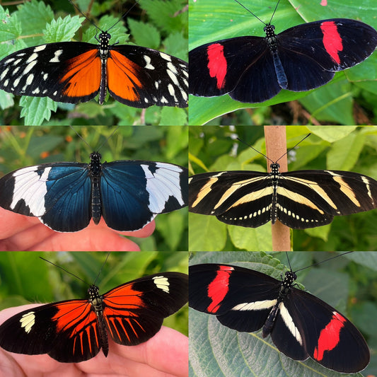 Assorted Longwing CATERPILLARS (Heliconiidae)