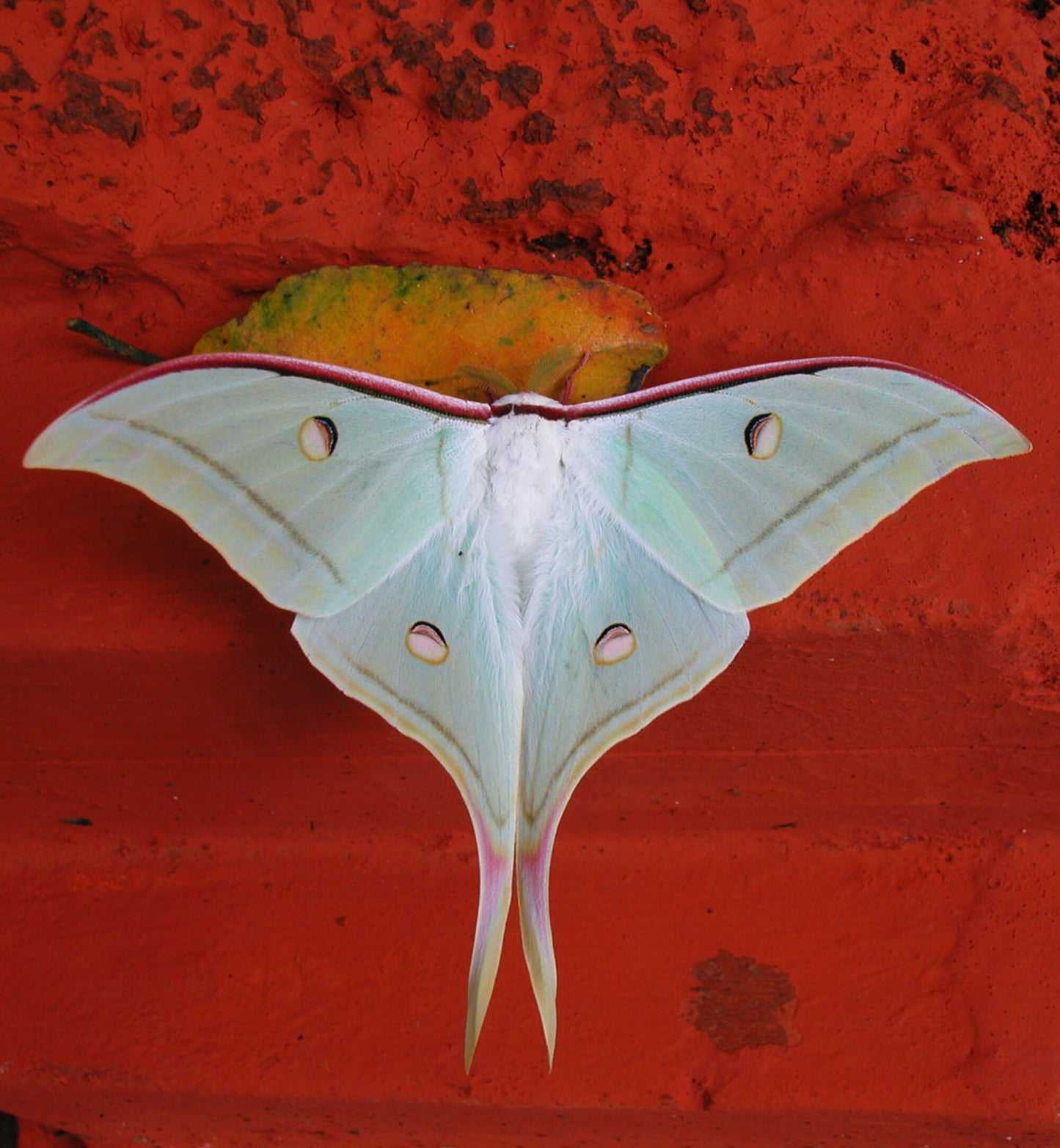 Indian Moon Moth EGGS (Actias selene)