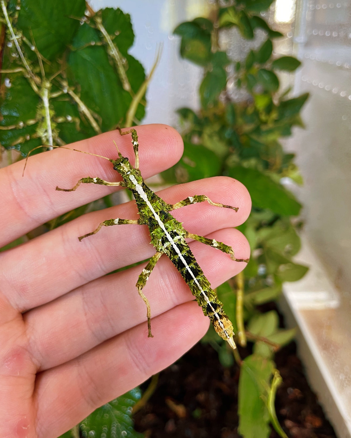 RARE Green Sunny Stick Insect NYMPHS (Sungaya inexpectata)