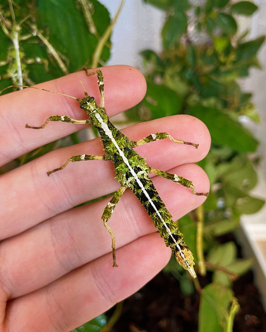 RARE GREEN Sunny Stick Insect NYMPHS (Sungaya inexpectata)