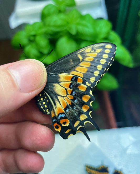 Costa Rican Swallowtail EGGS (Papilio stabilis)