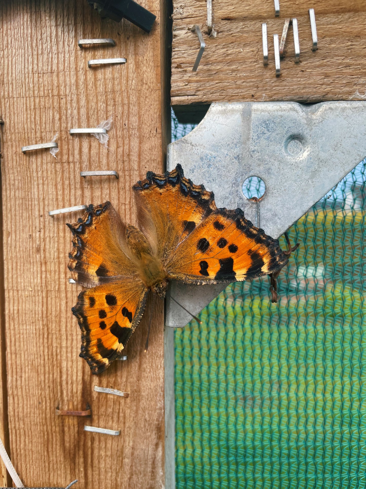 Large Tortoiseshell PUPAE (Nymphalis polychloros)