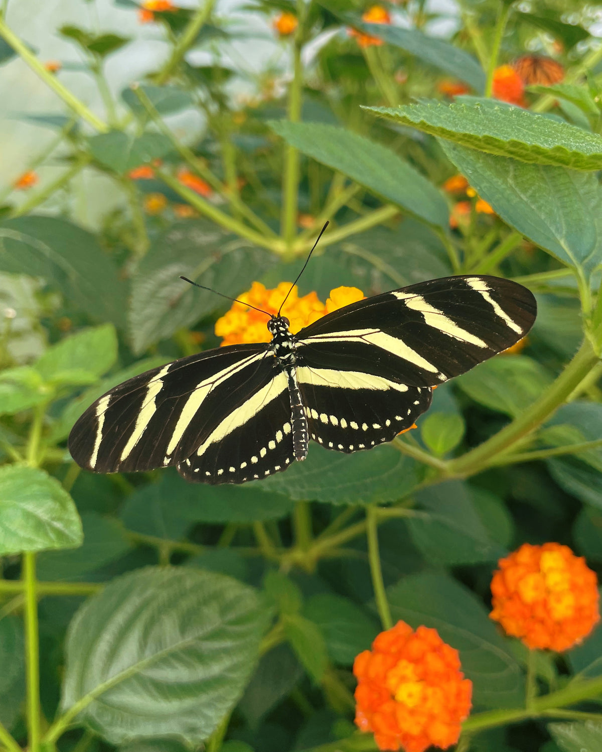 Zebra Longwing PUPAE (Heliconius charithonia)