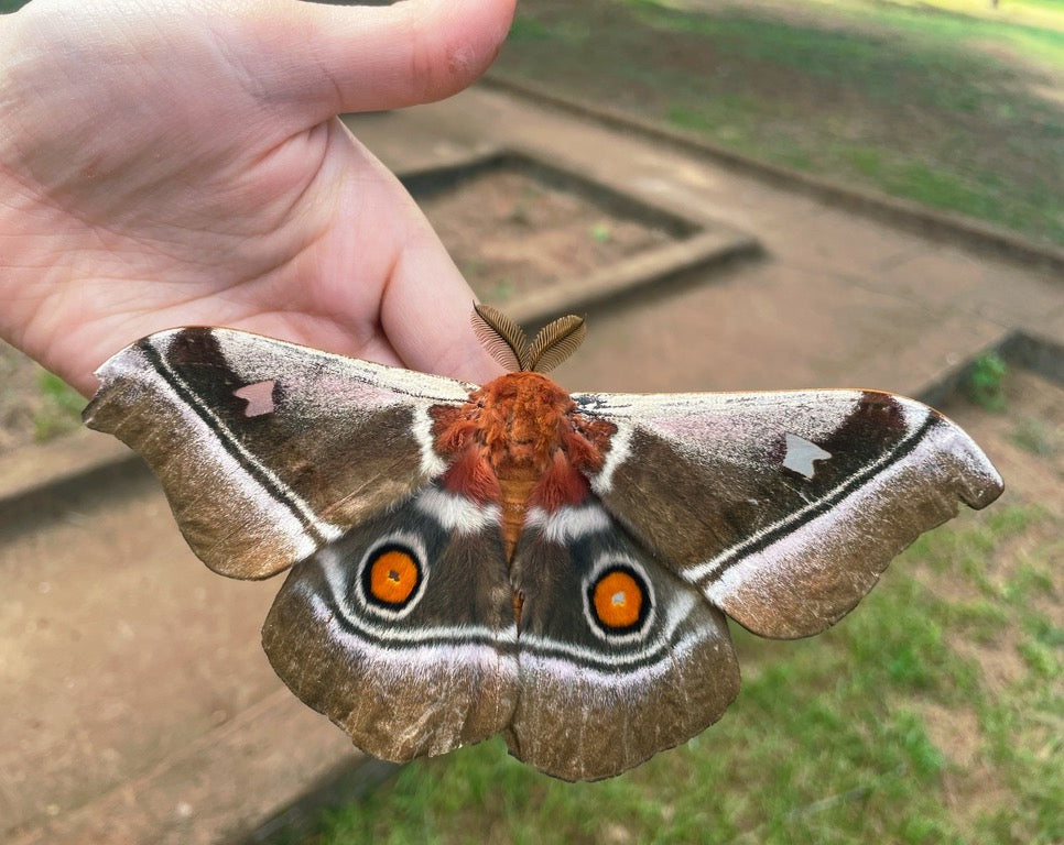 Cabbage Tree Emperor Moth PUPAE (Bunaea alcinoe)