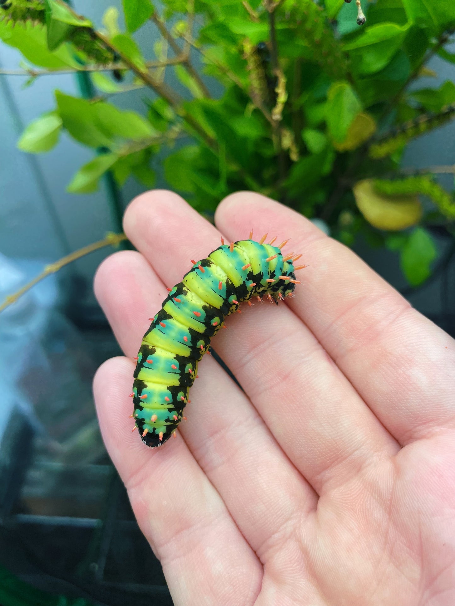 Madagascan Bullseye Moth EGGS (Antherina suraka)