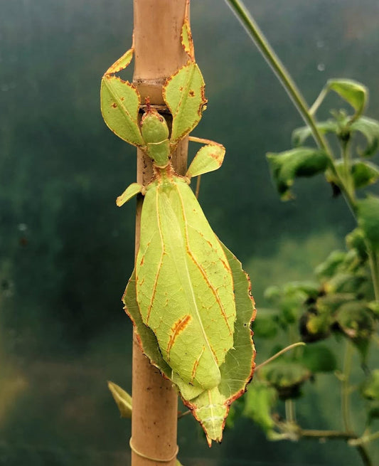 Leaf Insect EGGS (Phyllium philippinicum)