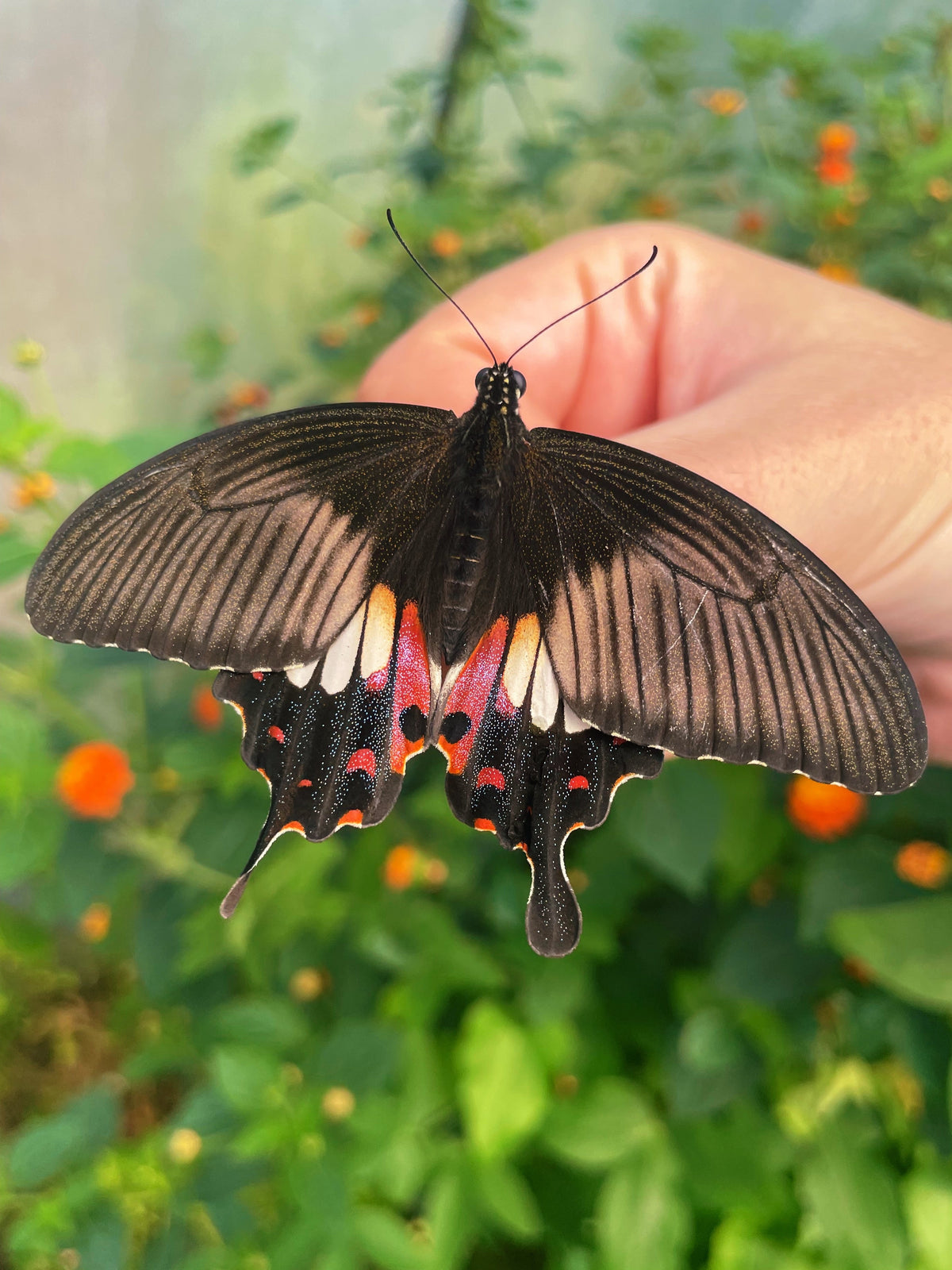 Common Mormon Swallowtail PUPAE (Papilio polytes)