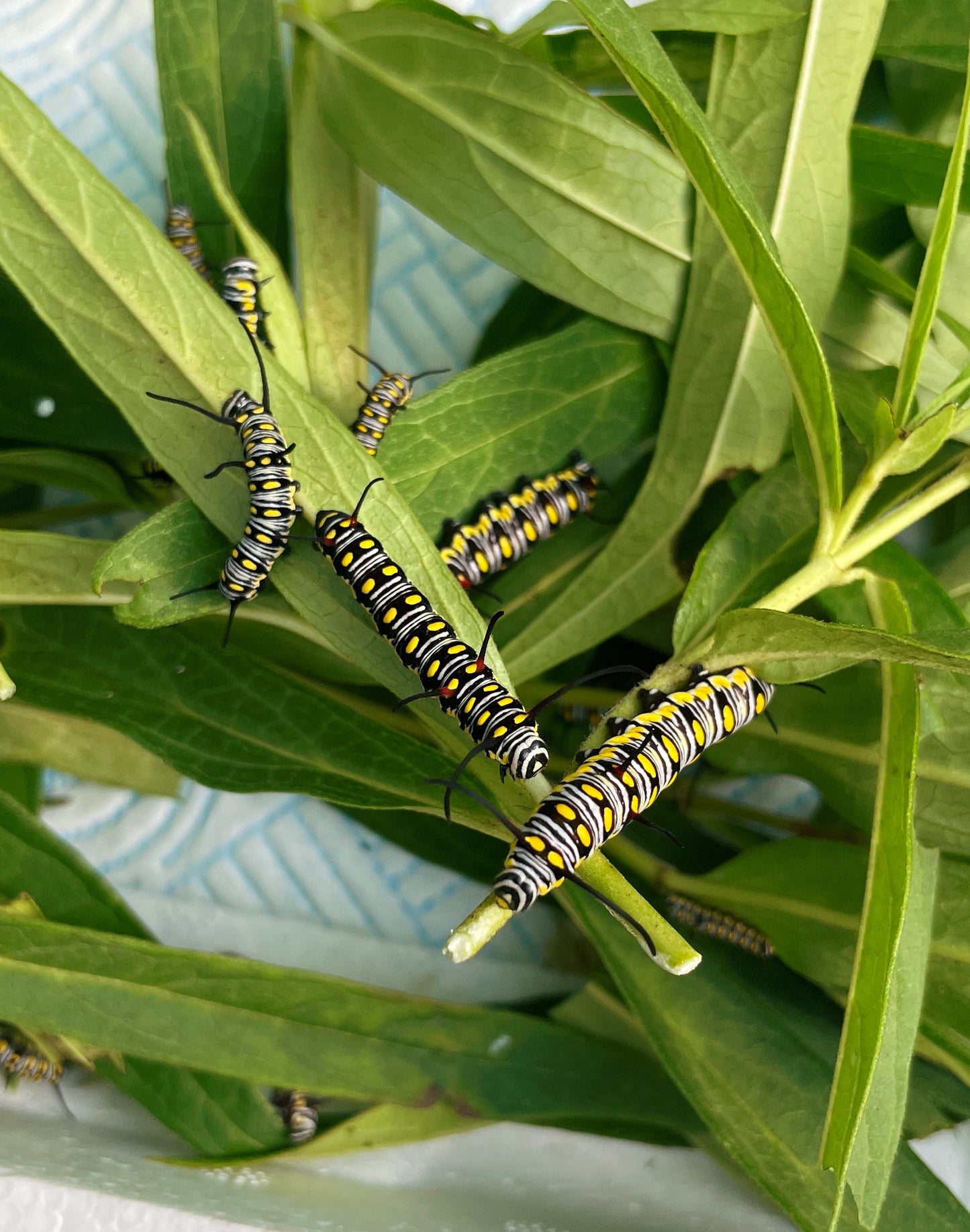 African Monarch CATERPILLARS (Danaus chrysippus)