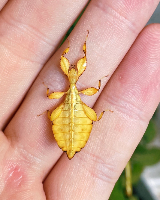 RARE Yellow Leaf Insect NYMPHS (Phyllium philippinicum)