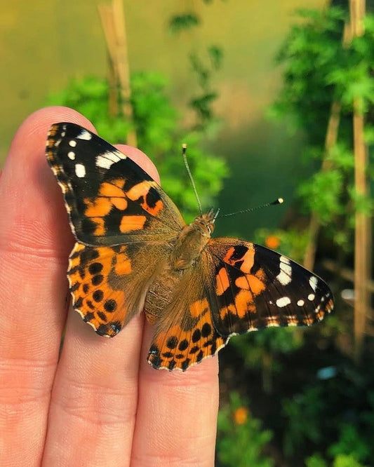 Painted Lady CATERPILLARS (Vanessa cardui)