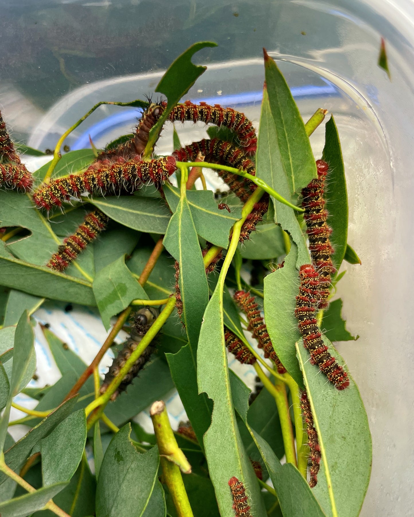 Three-Windowed Silk-Moth EGGS (Cricula trifenestrata)
