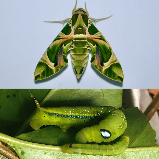 Oleander Hawk-Moth (Daphnis nerii) PUPAE