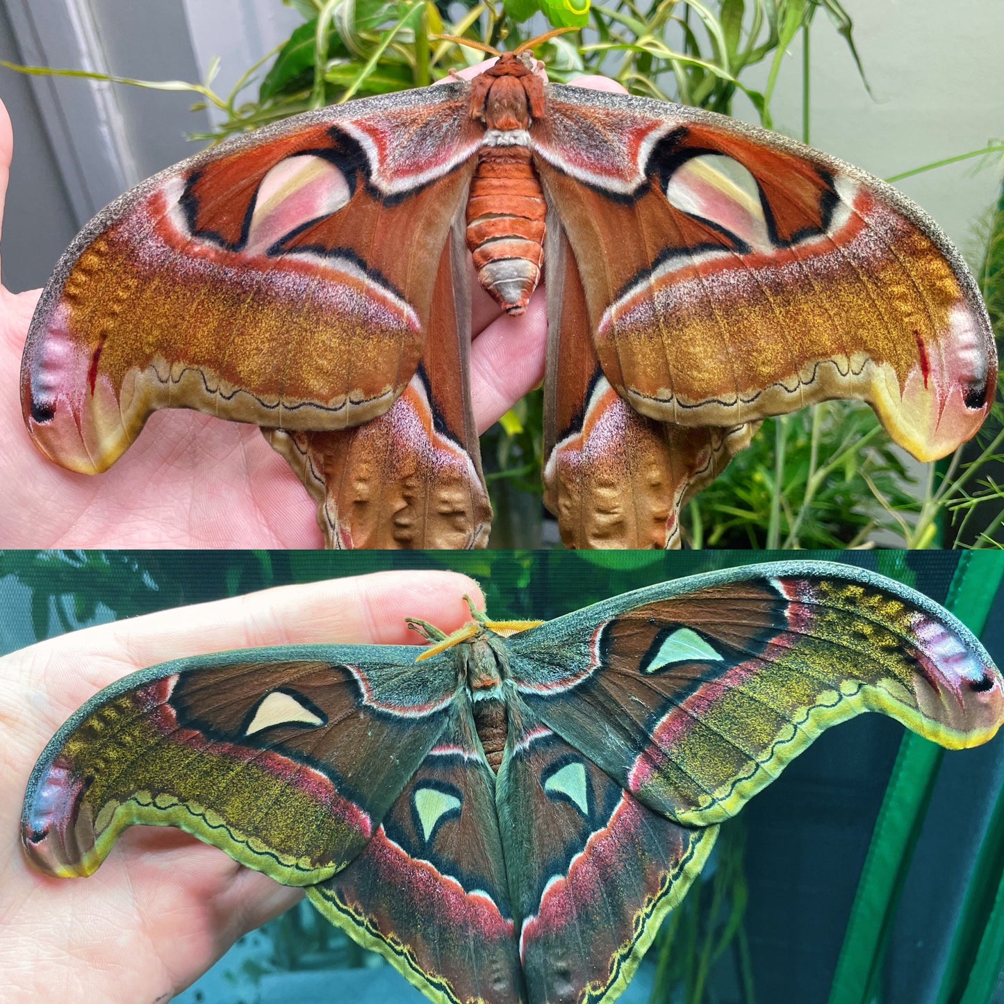 Philippine Atlas Moth EGGS (Attacus lorquinii)