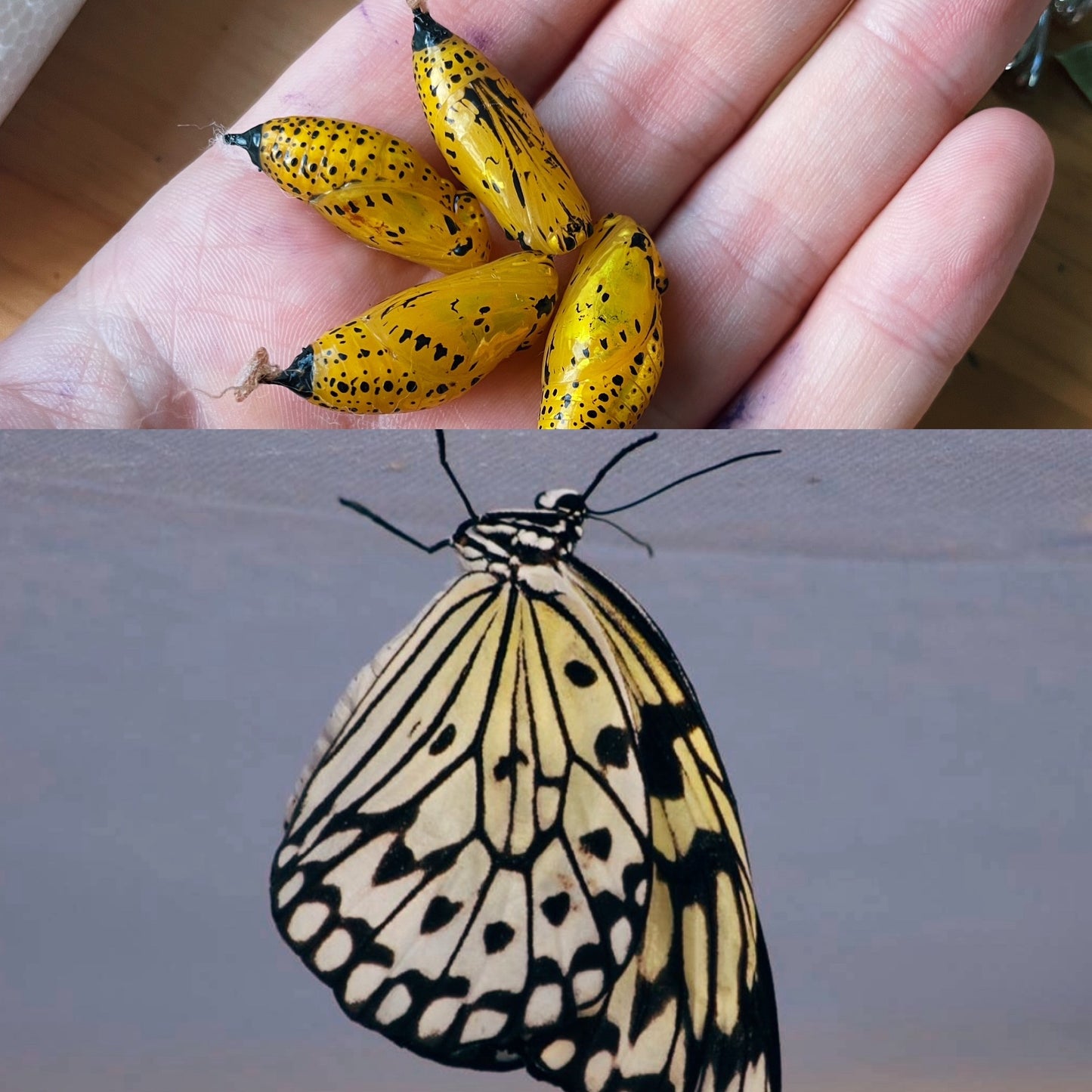 Large Tree Nymph PUPAE (Idea leuconoe)